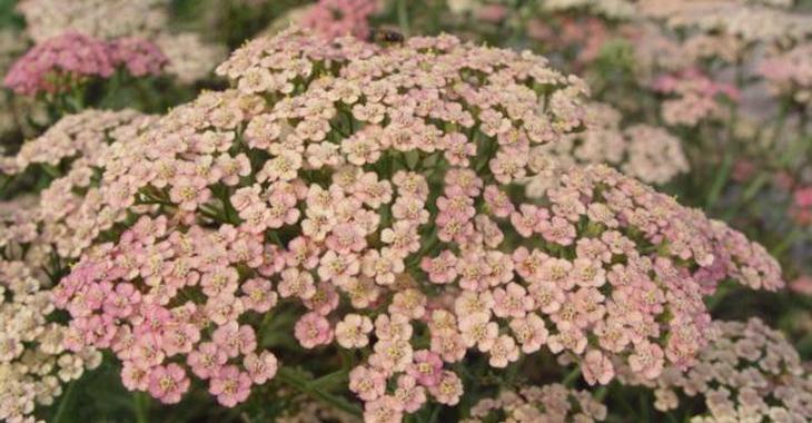 Achillea millefolium 'Lachsschönheit'